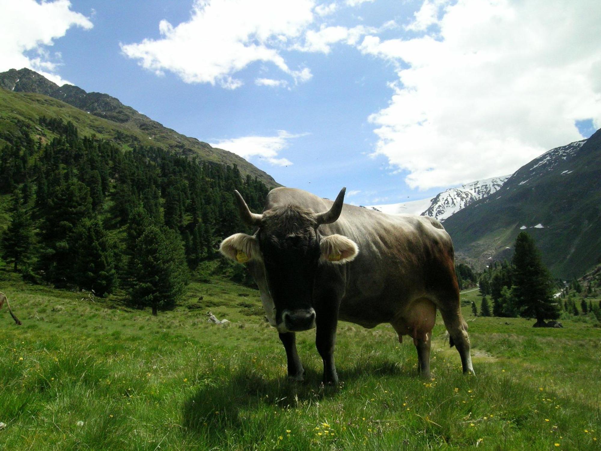 Apart Dorfbaeck Kaunertal Luaran gambar
